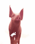 pic for Pig Licking Screen